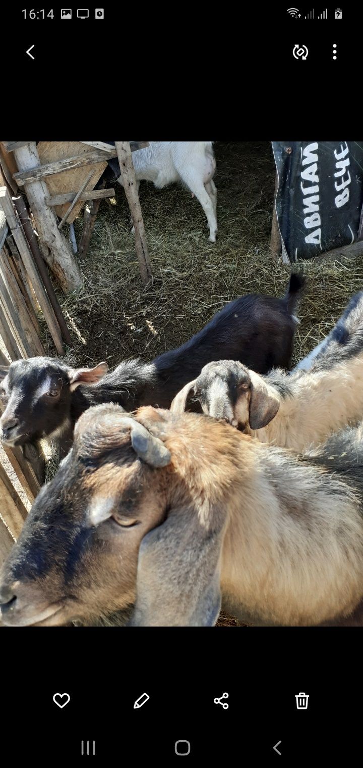 Молочные козочки и козы.Козлики