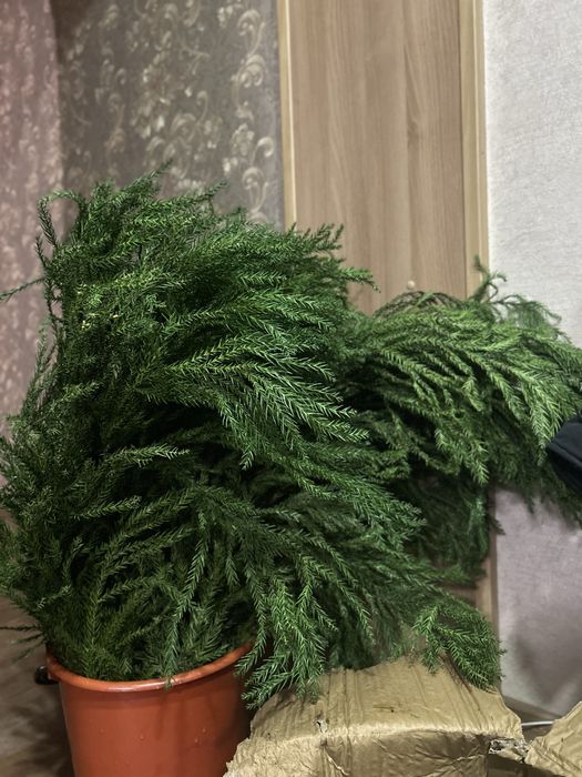 Ветви живой ели