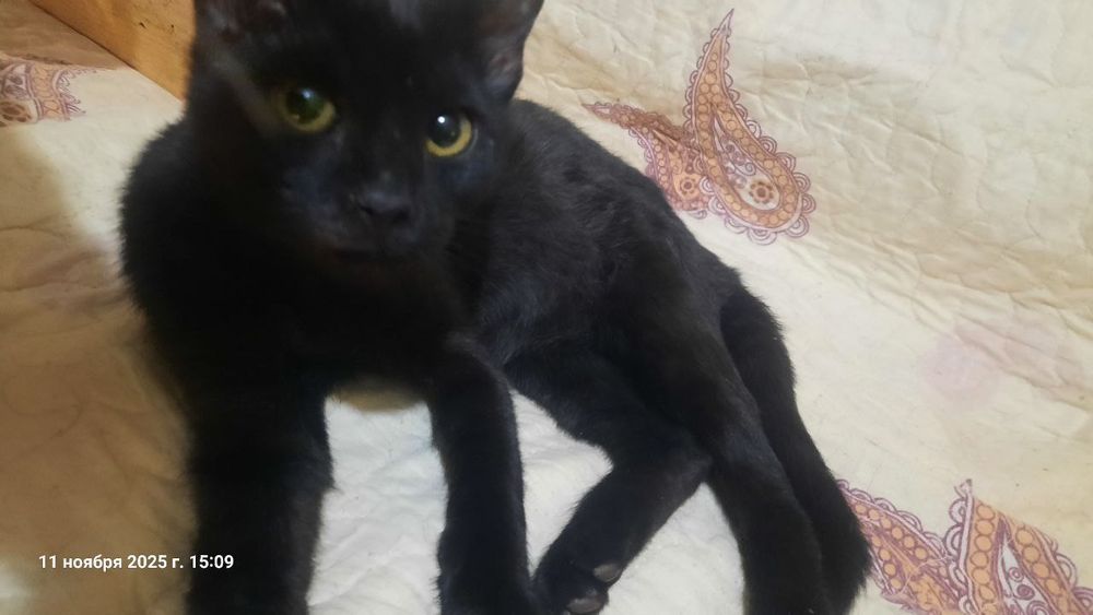 Котята трехмесячные