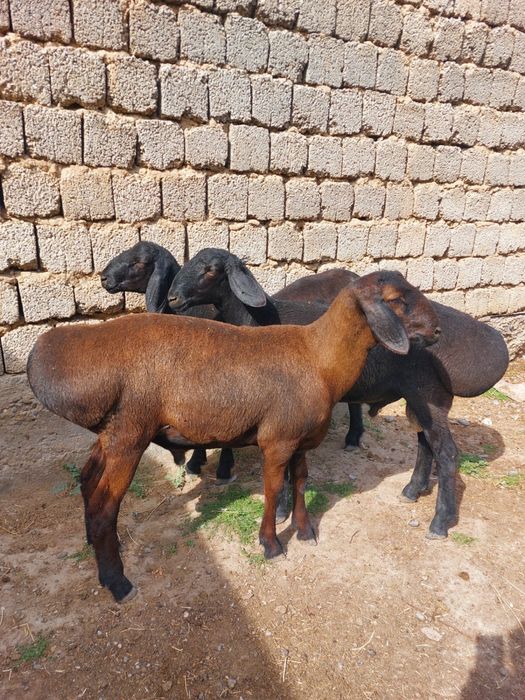 Еркек бухалар сатылады
