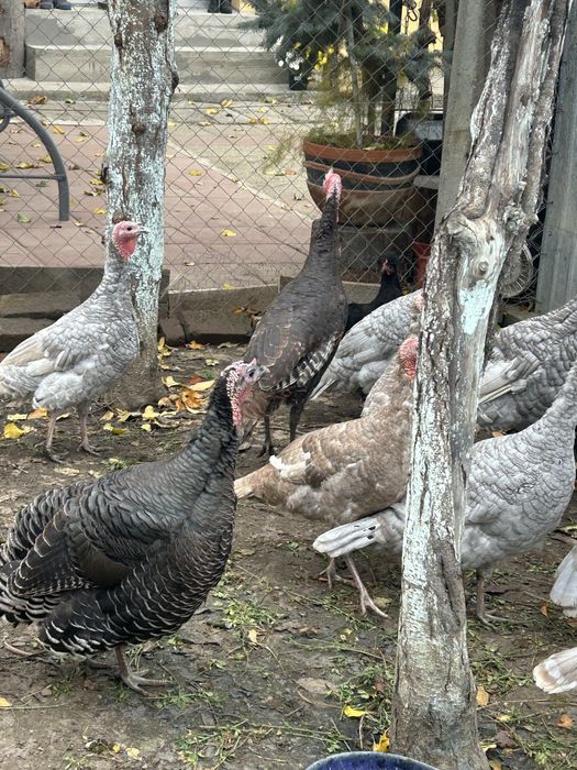 Vand curci de anul trecut si de snul asta