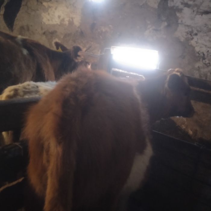 Продам корову с теленком и тёлочку остальные вопросы по телефону