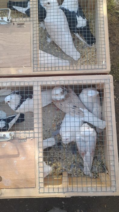 Porumbei misirlii și jucători