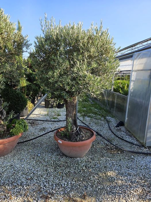 Măslini seculari calitate extra