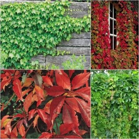 Vita De Vie (Canadiana Roșu)