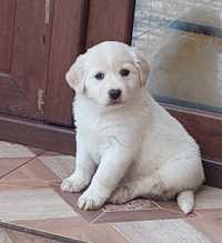 Golden Retriver & Labrador