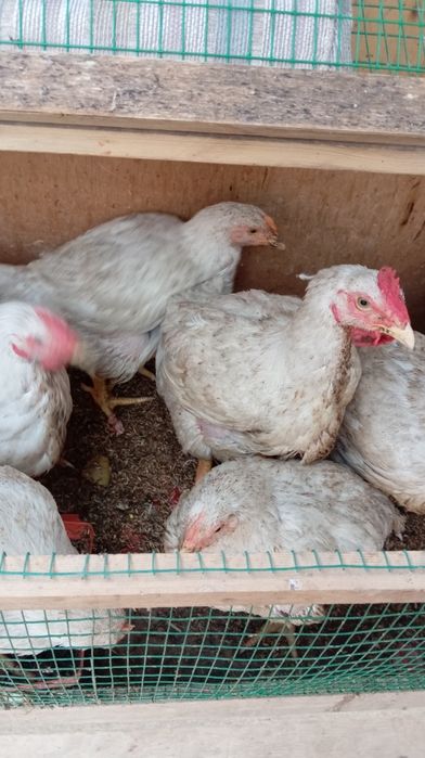 Бролер сотилади табий бокилган!