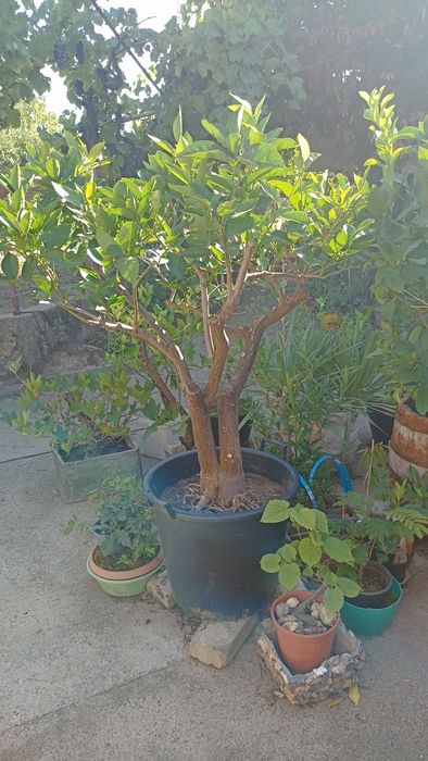 Портокал"Валенсия"