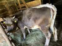 Junică Vaca de 2 ani Dorna Arini Suceava