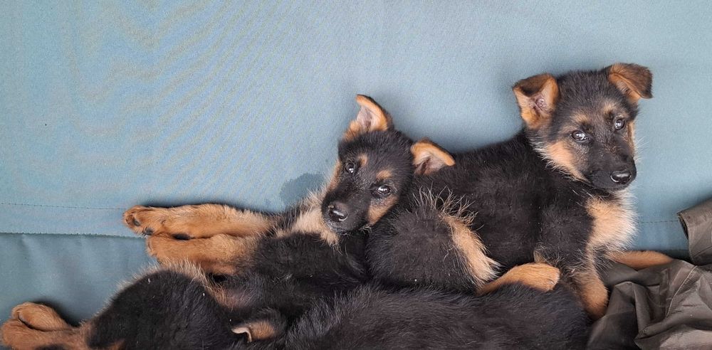 Немски   Овчарки