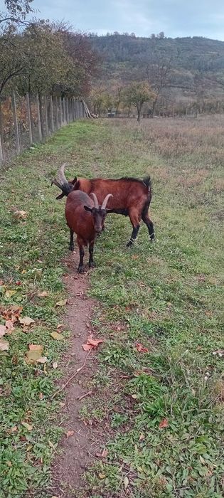 Vând capre alpine franceze