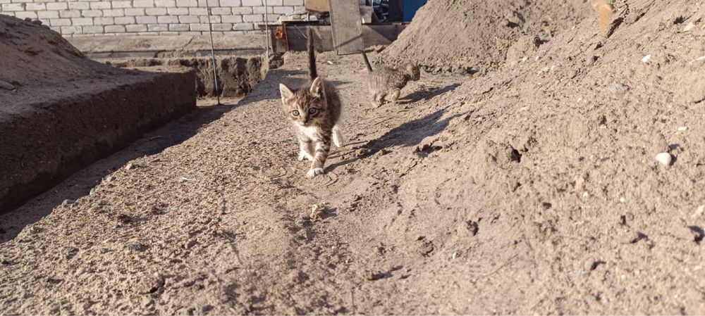 Котята в добрые руки