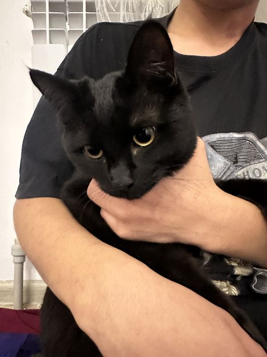 Замечательная кошка + лоток, корм, игрушки