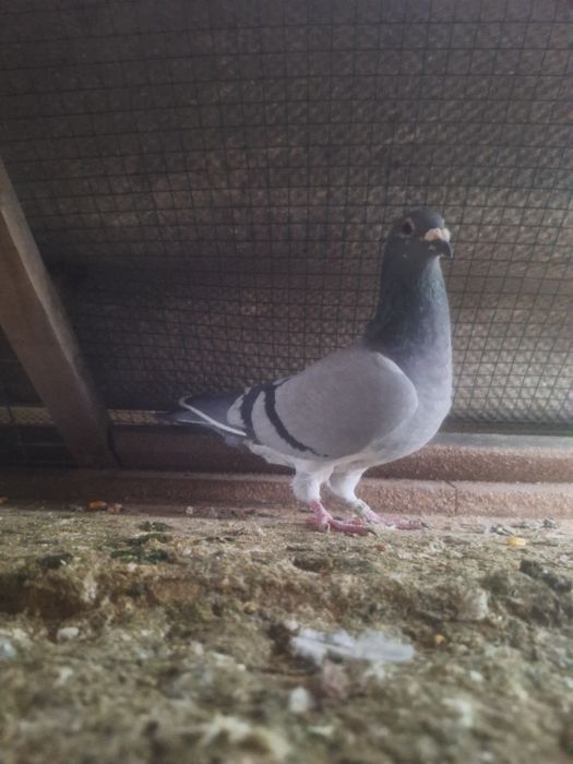 Disponibili porumbei din matca !