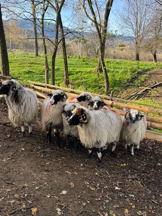 Vand 7 oi de la 3-5 miei