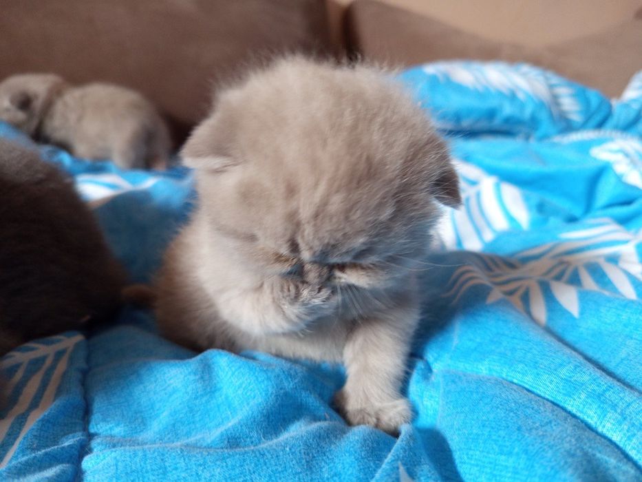 Британски котенца