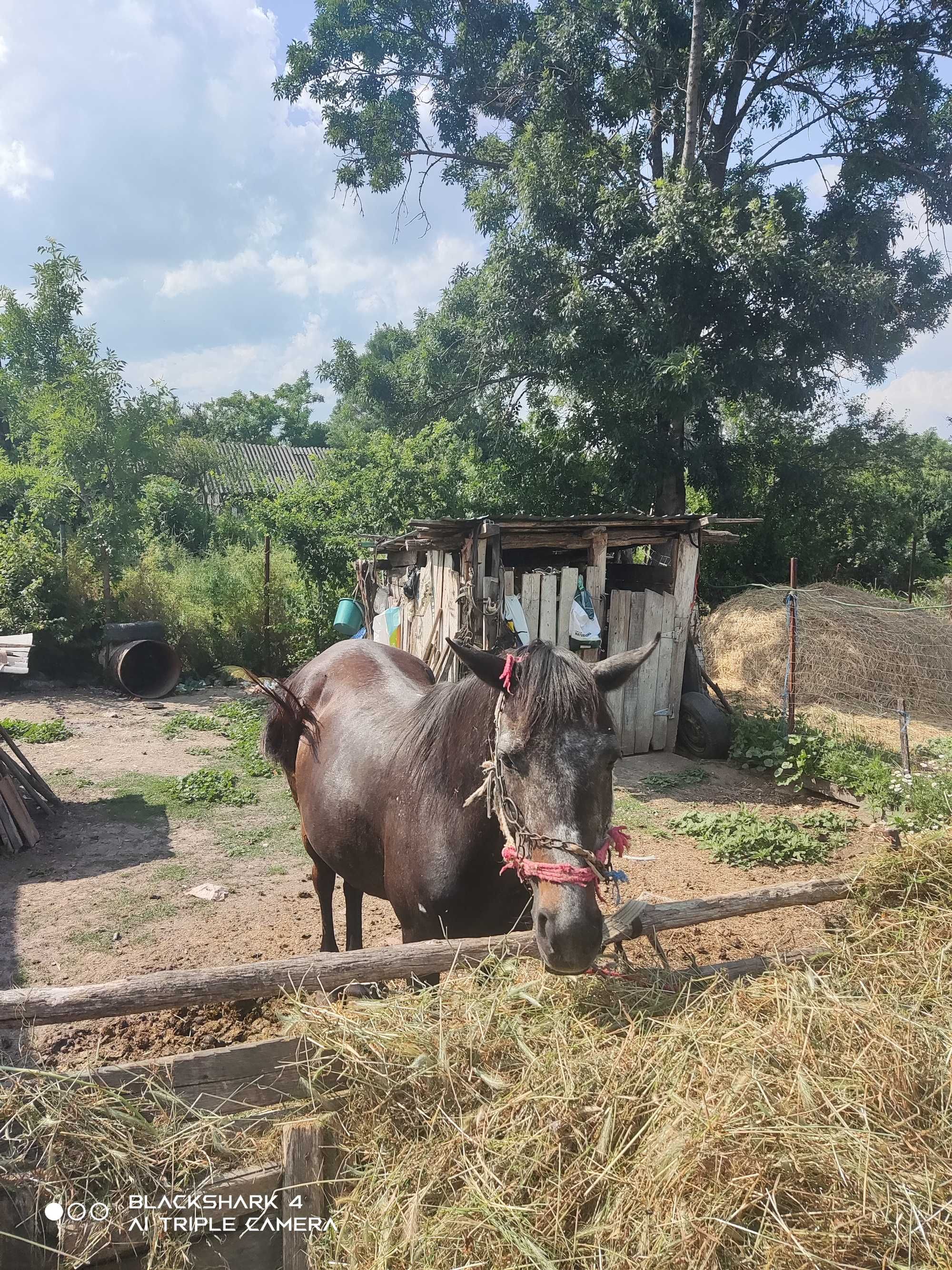 Iapă Mongolia tânără