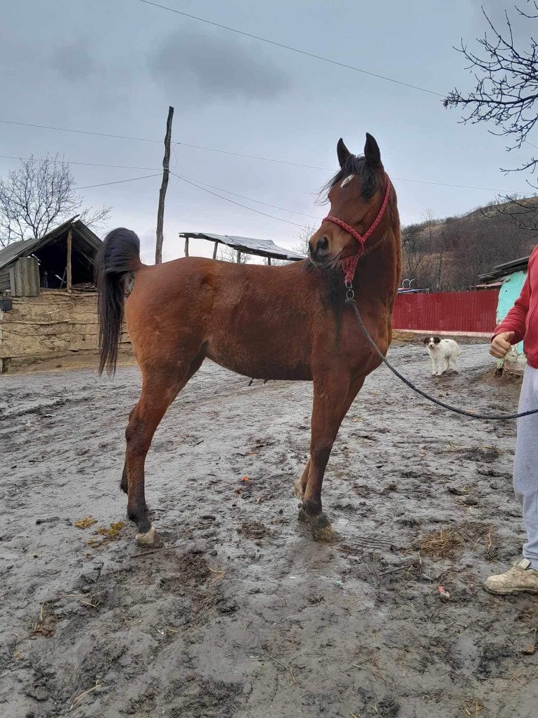 Vând iapă pur sânge arab