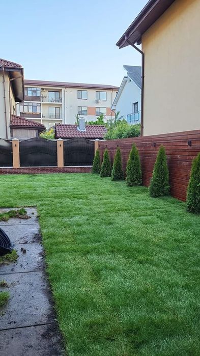 Gazon rulou plante ornamentale