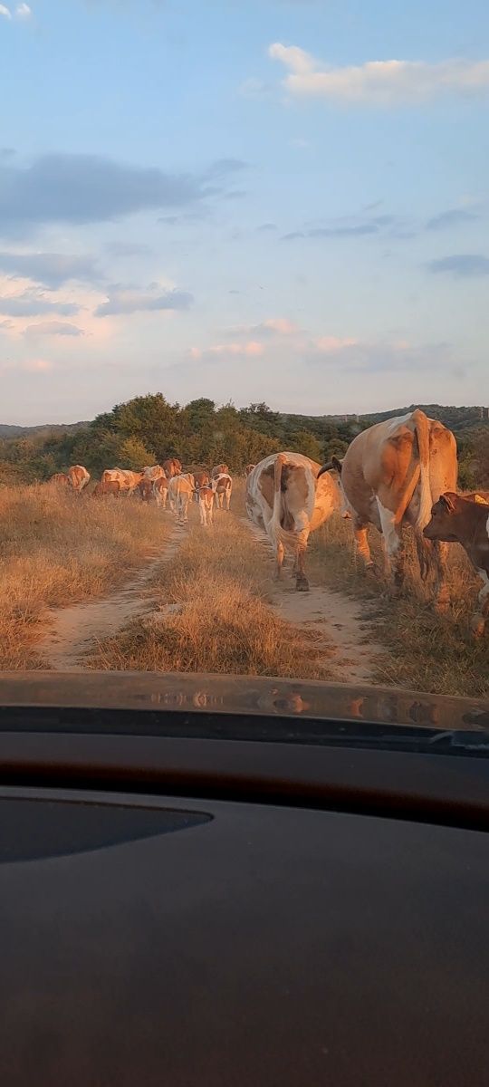Vaci de vanzare vaci bune