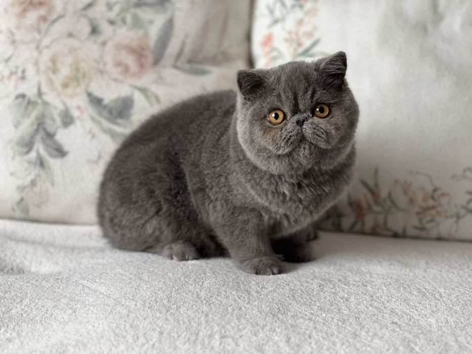 Елитно плюшено екзотично късокосместо коте