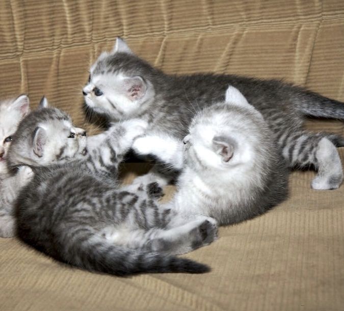 Чистокровные Британские котята