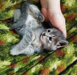 Отдам котят в хорошие руки