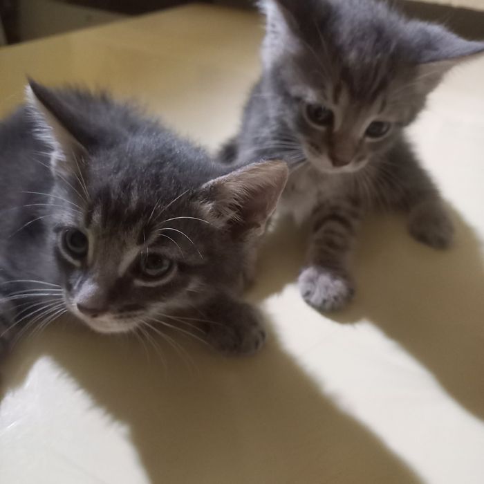 Породистые котята мальчики 1,5 мес