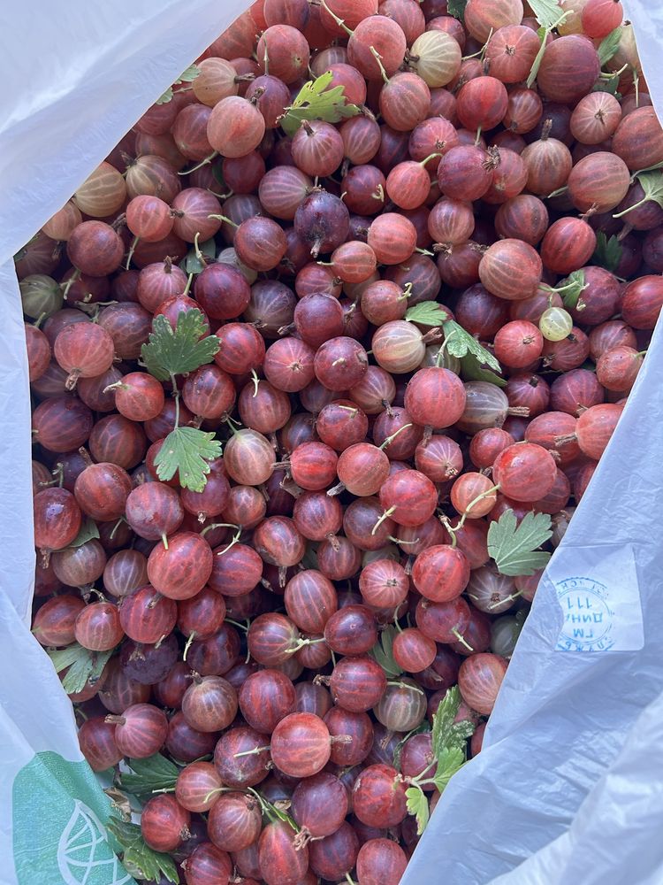 Продам малину и крыжовник дачную