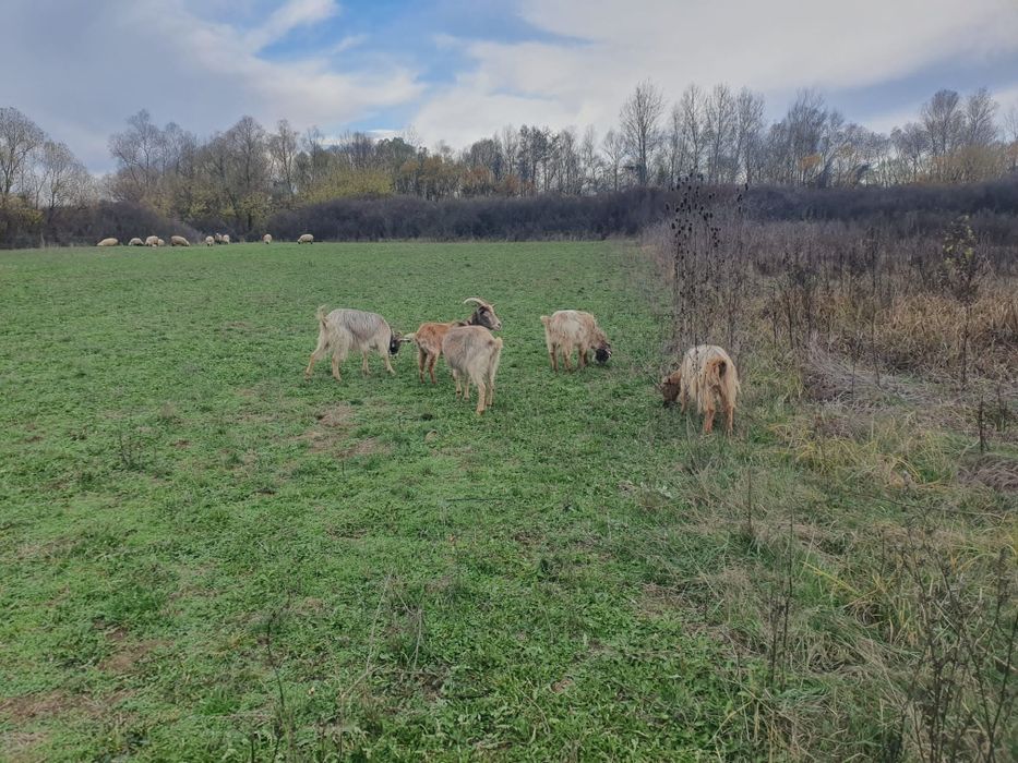 Vând 4 capre și un tap