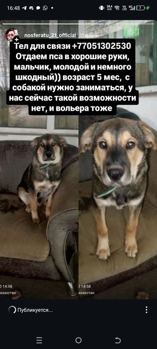 Ищем пёсику новый дом!