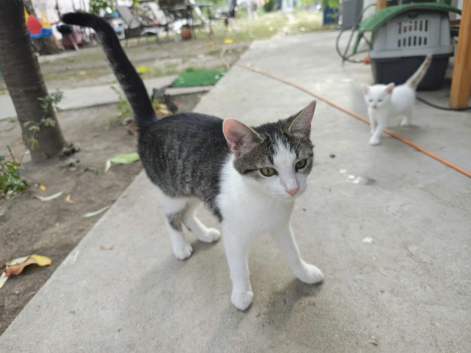 Pisicuta tigrata cu guleras, 5 luni, isi cauta casuta