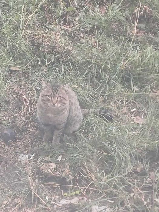 Кот, похож на домашнего. Чей?