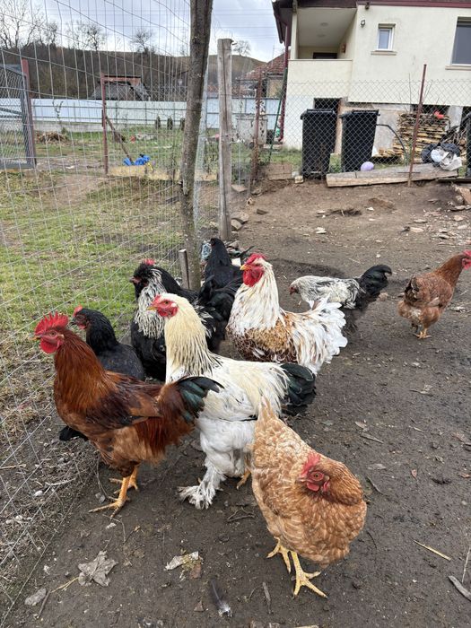 Cocosi tineri diferite rase