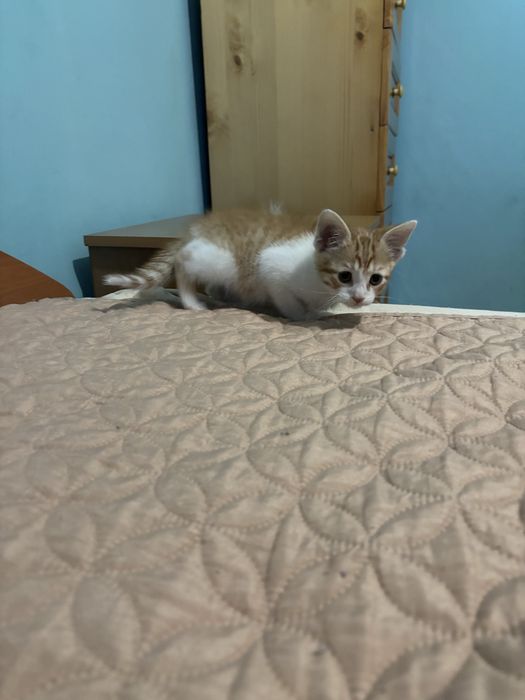 Подарявам мъжко коте