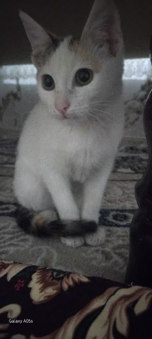 Mushukchalar mehribon qo'llarga beriladi