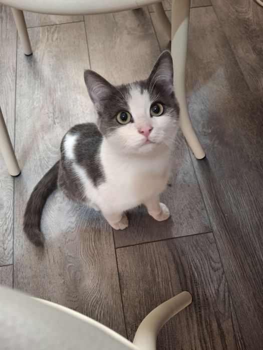 Кошечка ищет дом