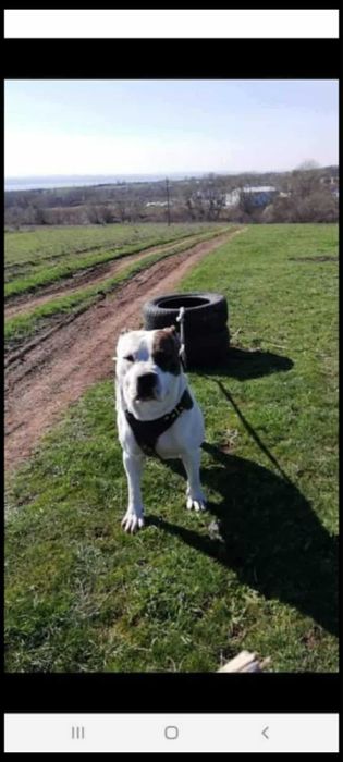 Кученца (питбулчета)