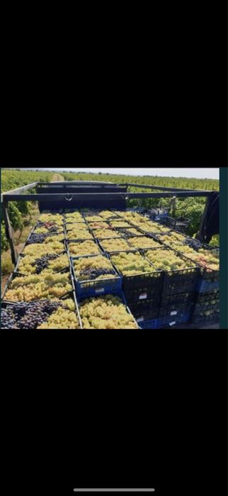 Vand struguri de vin Bîrlad Producator