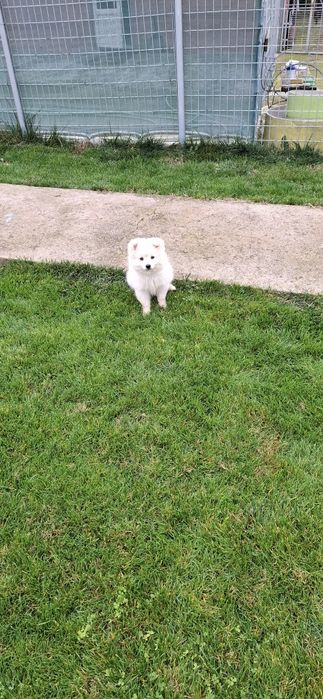 Продавам Среден шпиц