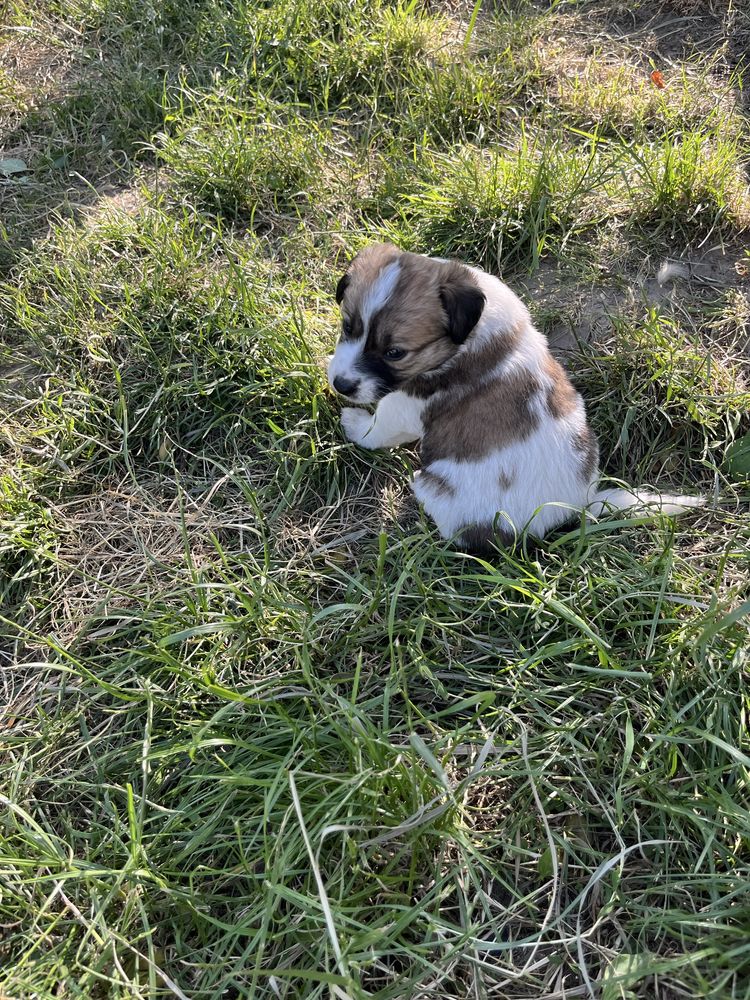 Cățeluși pentru adopție