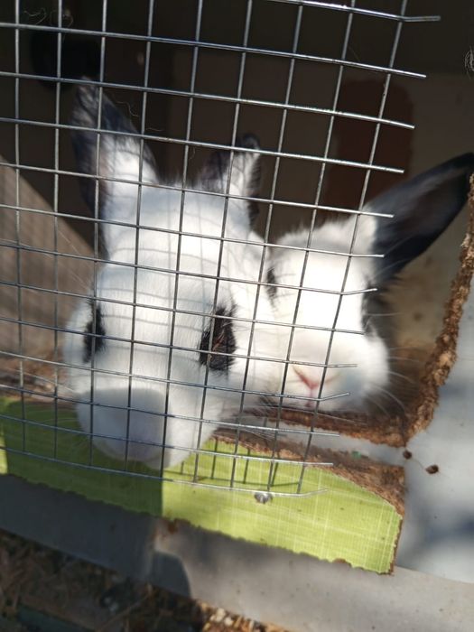 Продам срочно кроликов