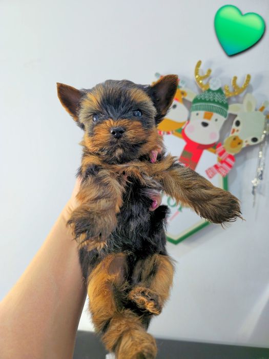 Йоркширски териер