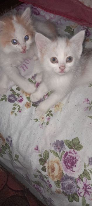 Отдам котят в хорошие руки