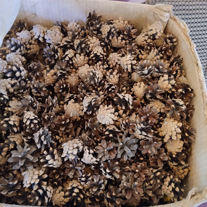 Шишки сосновые продам