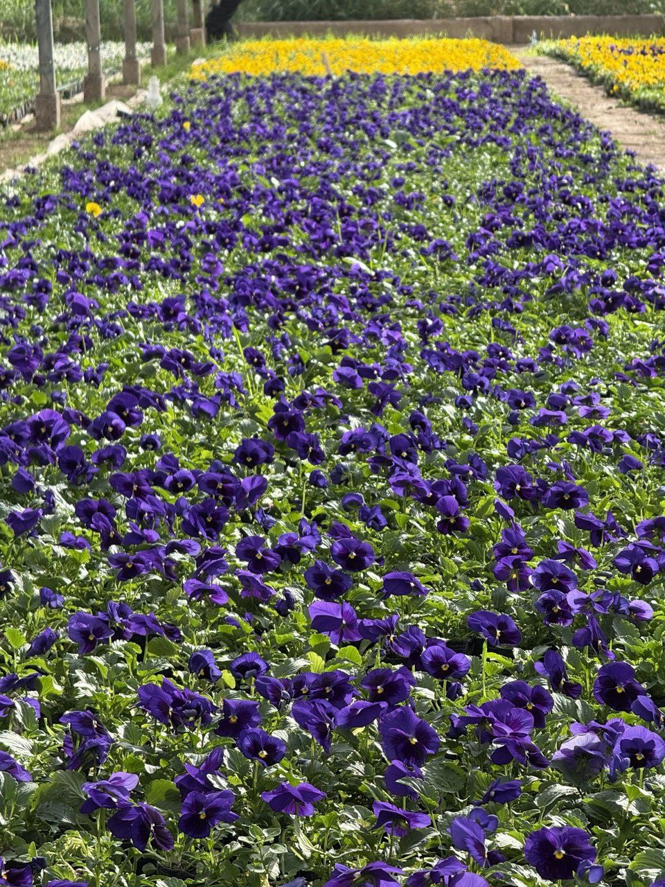 Viola kapale gullarimiza bor