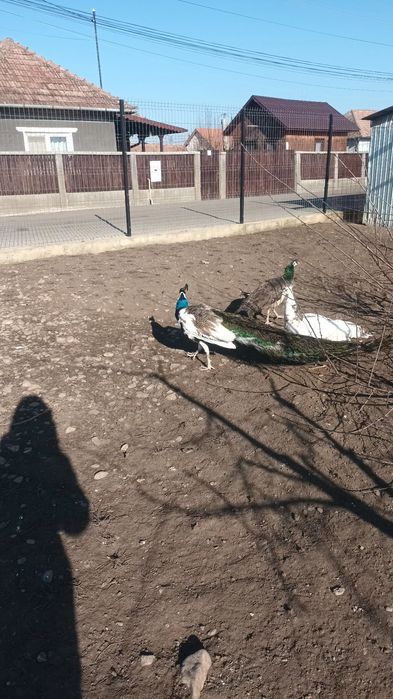 Pauni si gaini wyandotte portelan si gsg