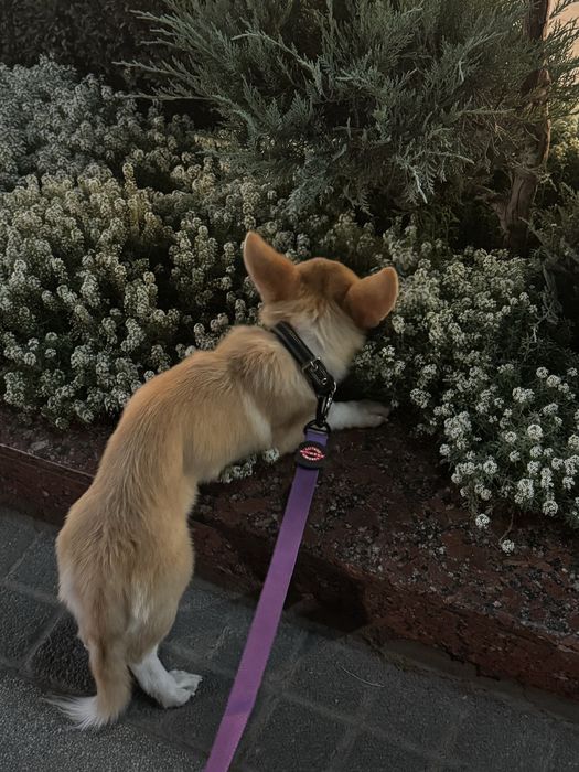 Отдам в хорошие руки