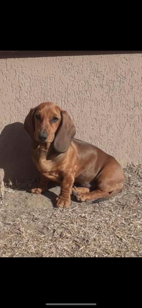 Mascul Teckel cu pedigree import Ungaria