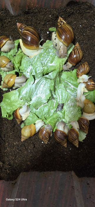 Улиткалар соглом